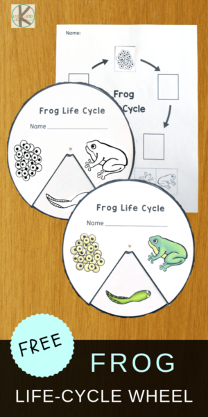 Spider life cycle song