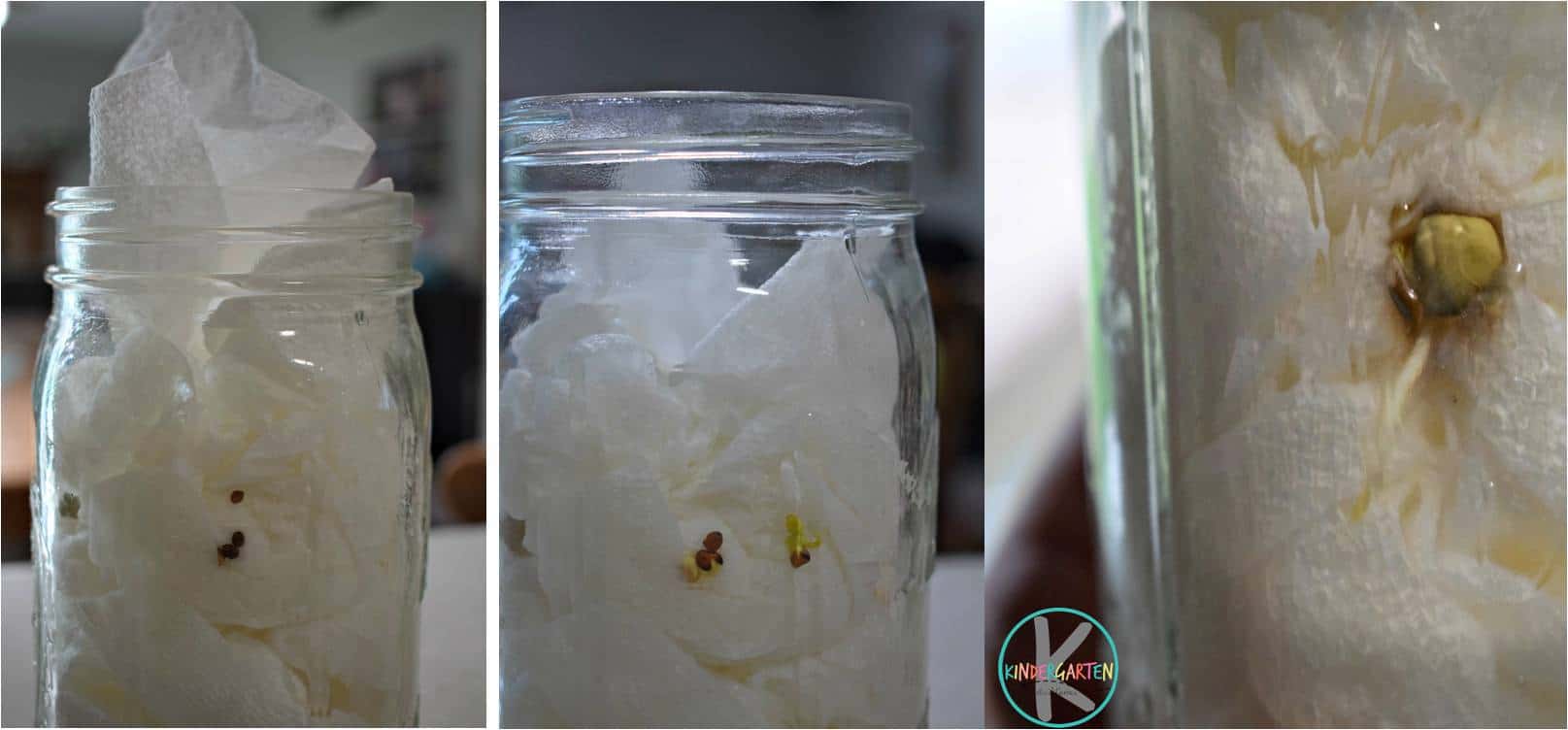 FREE Parts of a Plant Worksheet and Activity for Kindergarten