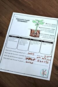 free parts of a plant worksheets for kids to do alongside plants science experiment for prek, kindergarten, and first grade students