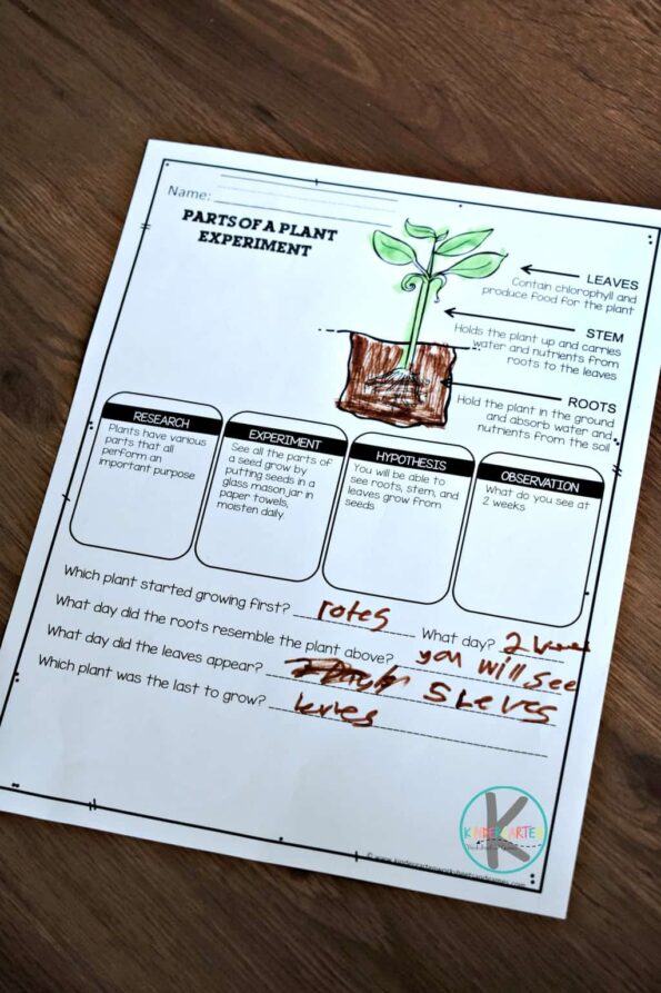 🌱 FREE Parts of a Plant Worksheet and Activity for Kindergarten