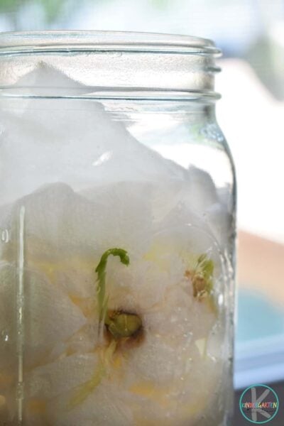 Help kids learn about the Parts of a Plant for Kids up close and personal with this easy science experiment