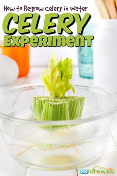 Did you know you can regrow celery? Unlike most vegetables that need a seed to grow, you can work on growing celery in water from what is leftover from the celery stalk. If you are exploring plants in your kindergarten science you will love this simple, but fascinating celery experiment. Toddler, preschool, pre-k, kindergarten, first grade, 2nd grade, and 3rd grade students can easily learn how to grow celery in water. 