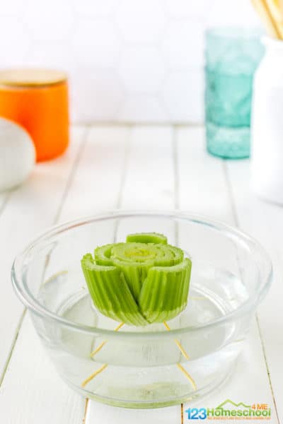 Place the celery disk in a shallow dish of water so the bottom only is in the water. 