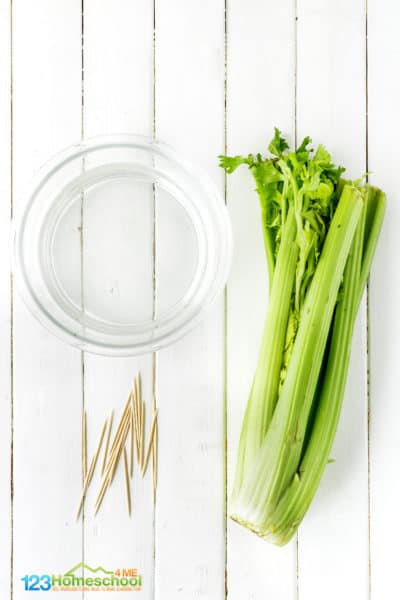 How to grow celery in water