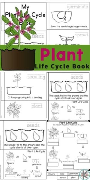 To plants math worksheets pdf