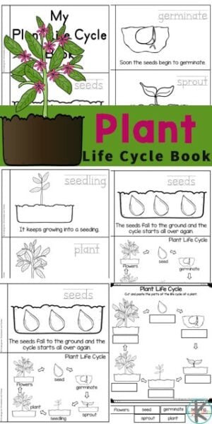 Foldable Water Lily Life Cycle Learning Activity for Kids Plant