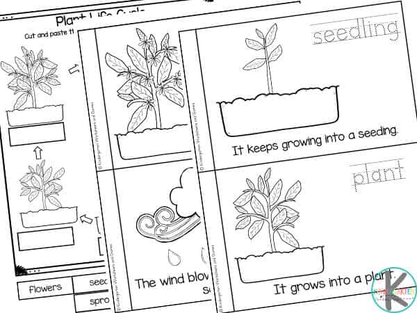 🌱 Plant Life Cycles Printable Emergent Reader and Worksheets