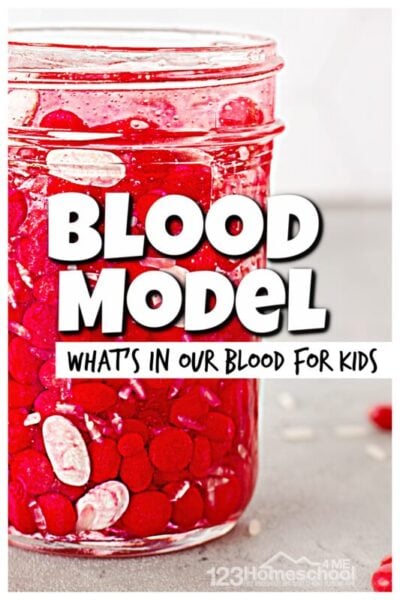 blood model for kids