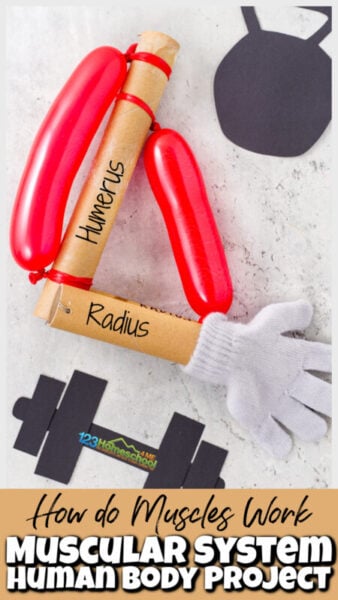 how do muscles work human body project for kids