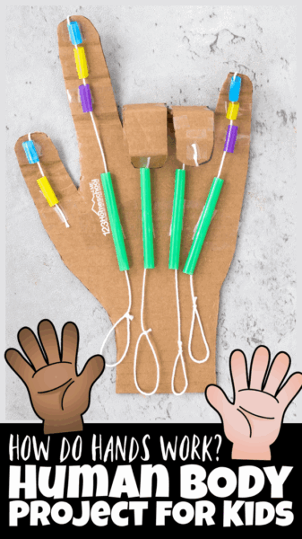 how do hands work human body project for kids