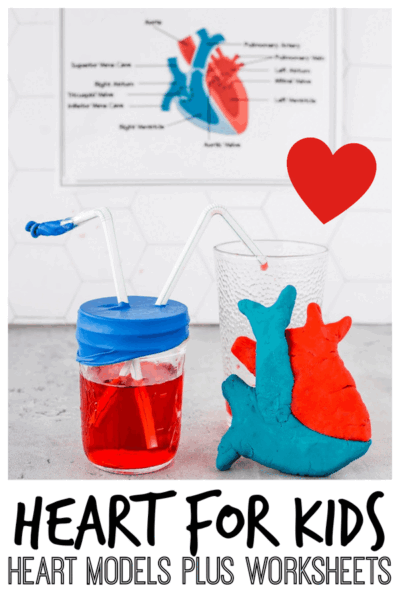 heart for kids model and worksheets