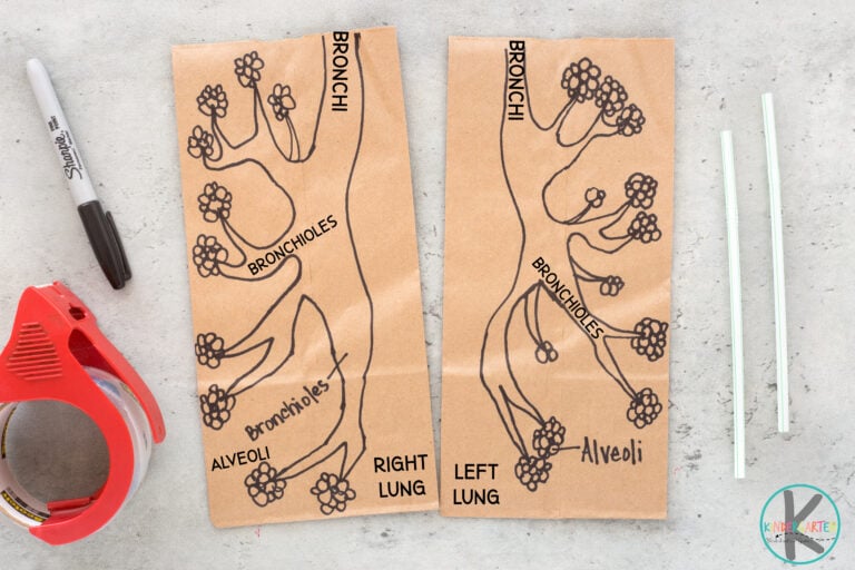 How do Lungs Work Human Body Project for Kids