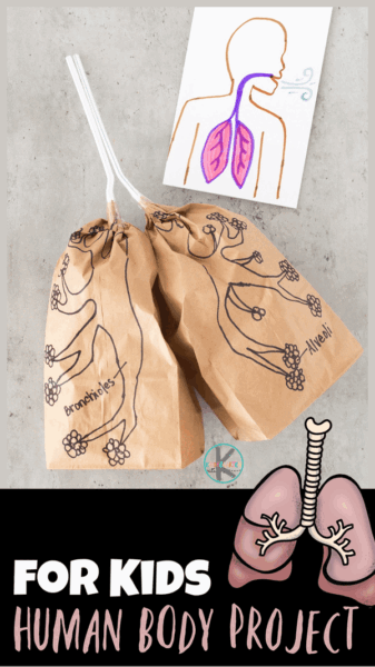 This simple, fun lungs project for kids allows preschool, pre-k, kindergarten, first grade, 2nd grade, and 3rd graders start to understand how do lungs work! All you need are a couple common household materials and you are ready for a human body project on lungs for kids!