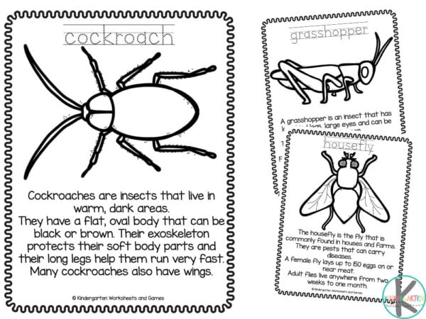 parts of an insect coloring page