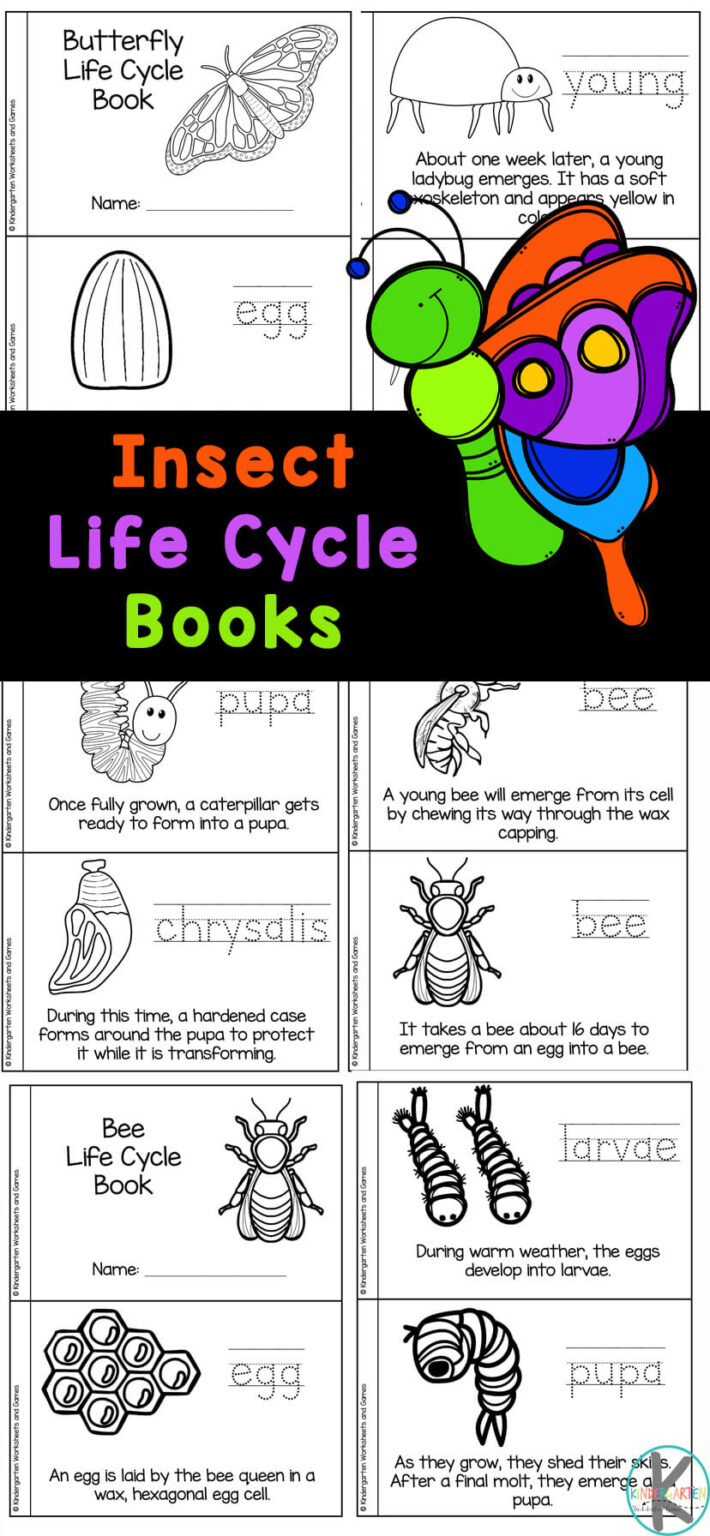 🐞🐝🦋🦟 FREE Printable Insect Life Cycle MiniBook