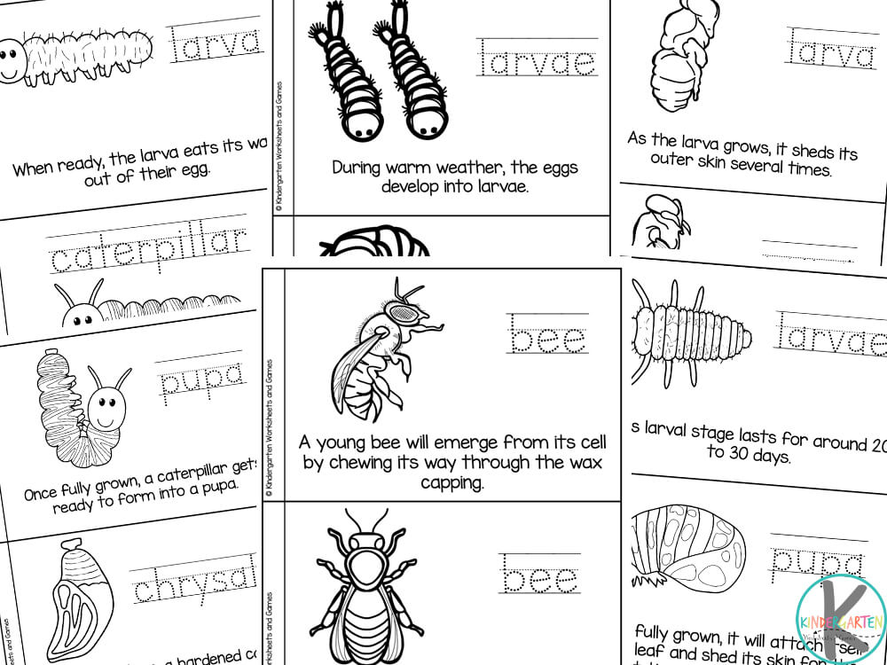 🐞🐝🦋🦟 FREE Printable Insect Life Cycle MiniBook