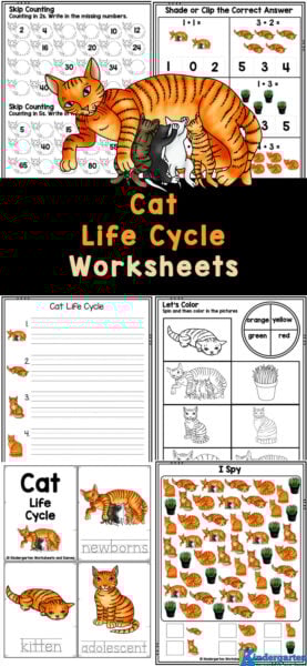 Grab this huge pack of cat worksheets to learn about the life cycle of a cat plus practice math and literacy skills with pre-k & kindergarten kids.