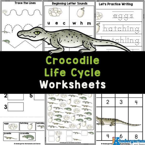 Boost your child's knowledge of crocodiles and their life cycle with these free worksheets, perfect for preschool, kindergarten, and first-grade students.