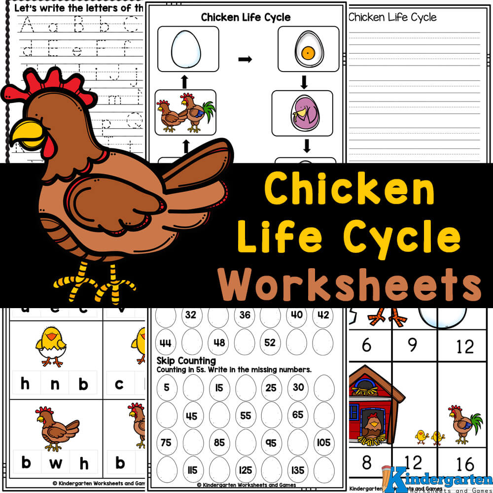 FREE Printable Chicken Life Cycle Worksheets free-printable-chicken-life-cycle-worksheets