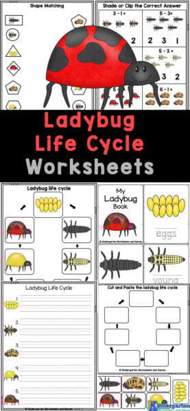 Get your little learners excited about learning about insects and the super helpful, and pretty ladybugs for kids with our free printable ladybug worksheets! These fun and educational ladybug printable pages cover math and literacy skills, perfect for preschool, pre-k, and kindergarten kids. Plus, they also include information about the life cycle of ladybugs. Download and use these ladybug life cycle worksheets to make learning a breeze for your little ones!