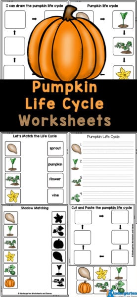Learn how massive pumpkins grow into the perfect size for carving Jack-o-lanterns as you sneak in some fun science this October with these pumpkin life cycle worksheets. These free printables help you learn about the life cycle of a pumpkin with preschool, pre-k, kindergarten, and first graders. These pumpkin worksheets not only teach about the science of how they grow, but incorporates lots of fun math and literacy skills too! Learn how massive pumpkins grow into the perfect size for carving Jack-o-lanterns as you sneak in some fun science this October with these pumpkin life cycle worksheets. These free printables help you learn about the life cycle of a pumpkin with preschool, pre-k, kindergarten, and first graders. These pumpkin worksheets not only teach about the science of how they grow, but incorporates lots of fun math and literacy skills too!