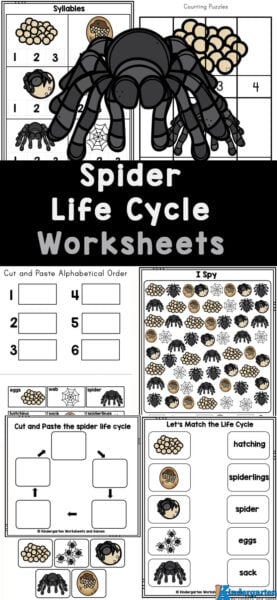 Fall is a fun time to learn about the life cycle of spiders. Whether you choose to put up spider webs as a decoration for Halloween or you keep finding intricate webs around your house, learning abou the spider life cycle is a fun science activity for preschool, pre-k, kindergarten, and first graders. In addition these spider life cycle worksheets help kids work on their math and literacy skills at the same time! Fall is a fun time to learn about the life cycle of spiders. Whether you choose to put up spider webs as a decoration for Halloween or you keep finding intricate webs around your house, learning abou the spider life cycle is a fun science activity for preschool, pre-k, kindergarten, and first graders. In addition these spider life cycle worksheets help kids work on their math and literacy skills at the same time!