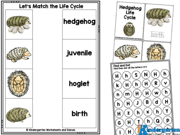 match the stage of a hedgehog life cycle, make a mini book about hedgehogs, find the letter h is for hedgehogs in the letter find worksheet Hedgehog Worksheets