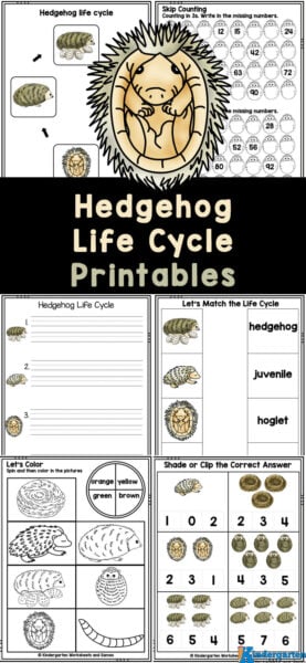 Get your kids excited to learn about animal life cycles with these adorable hedgehog life cycle printables! Grab these free printable life cycle worksheets to not only learn about the life cycle of hedgehogs, but sneak in some fun math and literacy practice too. These hedgehog worksheets are perfect for preschool, pre-k, and kindergarten students. Get your kids excited to learn about animal life cycles with these adorable hedgehog life cycle printables! Grab these free printable life cycle worksheets to not only learn about the life cycle of hedgehogs, but sneak in some fun math and literacy practice too. These hedgehog worksheets are perfect for preschool, pre-k, and kindergarten students.