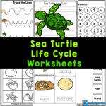 FREE Life Cycle of a Sea Turtle Printable Worksheets