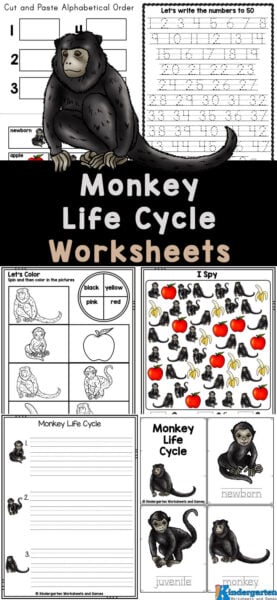 Calling all monkey lovers! If you're looking for a fun and educational way to keep your kids entertained, while learning about the life cycle of monkeys - we've got just the thing for you! Introducing our exciting monkey worksheets that will captivate your preschool, pre-k, kindergarten, and first graders from start to finish. Not only will these monkey printables cover the monkey life cycle, but important math and literacy skills too! Simply print your life cycle worksheets and get ready to play and learn! Calling all monkey lovers! If you're looking for a fun and educational way to keep your kids entertained, while learning about the life cycle of monkeys - we've got just the thing for you! Introducing our exciting monkey worksheets that will captivate your preschool, pre-k, kindergarten, and first graders from start to finish. Not only will these monkey printables cover the monkey life cycle, but important math and literacy skills too! Simply print your life cycle worksheets and get ready to play and learn!