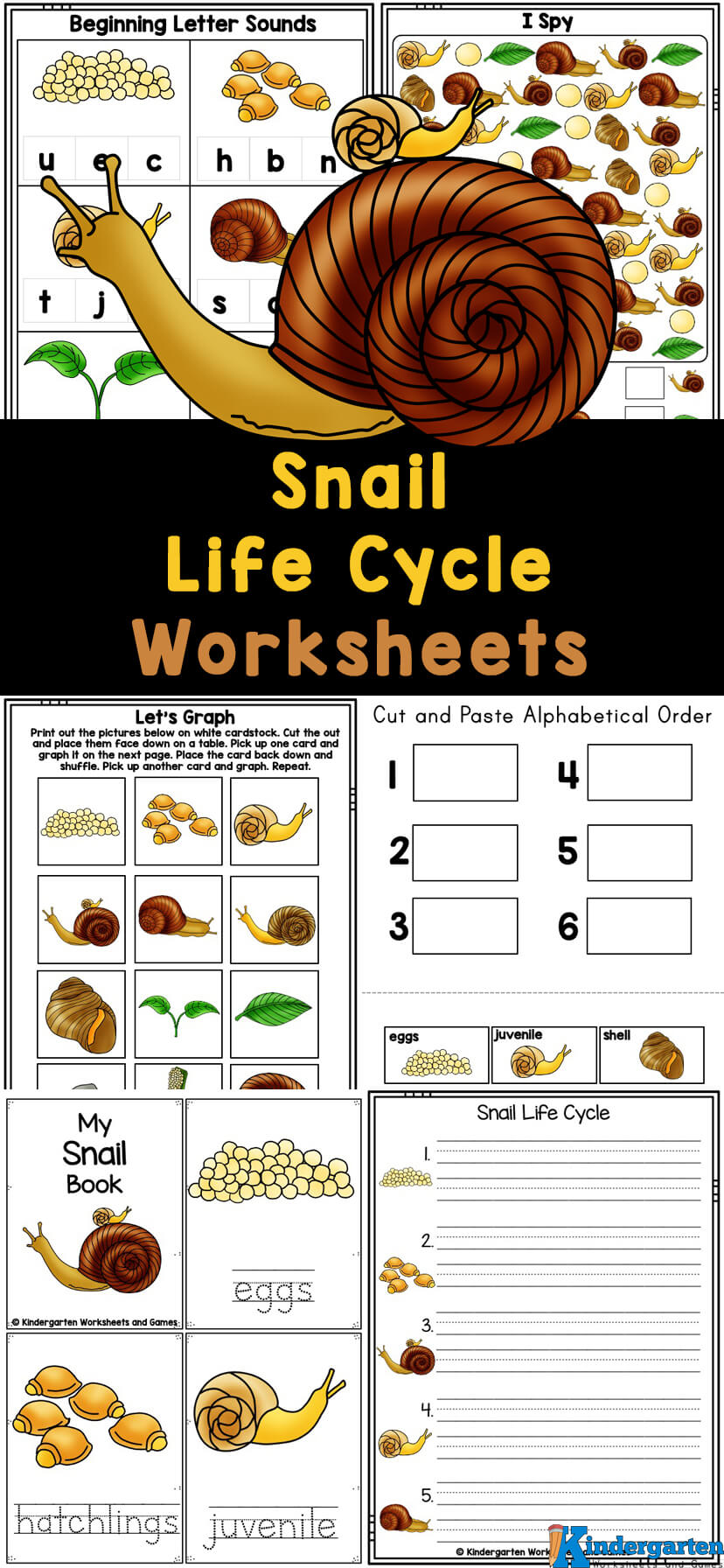FREE Printable Snail Life Cycle Worksheets for Kids
