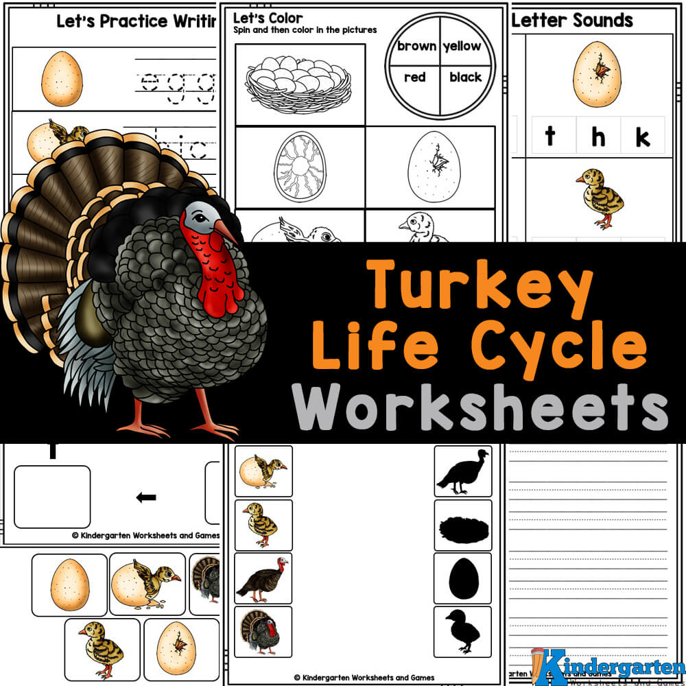 Free Printable Life Cycle Of A Turkey Free Printable Life Cycle Of A Turkey