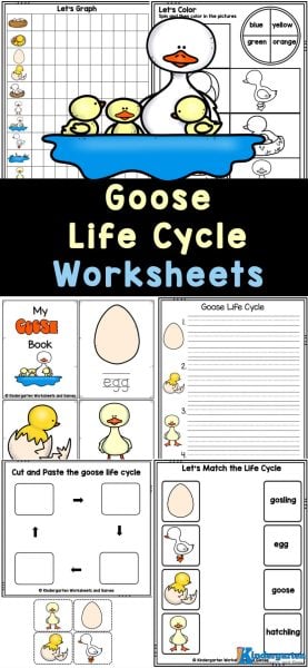 This huge 50+ page free printables focuses on the goose life cycle. Children will review math, literacy, and other early skills while learning about the life cycle of a goose. Simpy download the goose worksheets and you are ready to go! This huge 50+ page free printables focuses on the goose life cycle. Children will review math, literacy, and other early skills while learning about the life cycle of a goose. Simpy download the goose worksheets and you are ready to go!