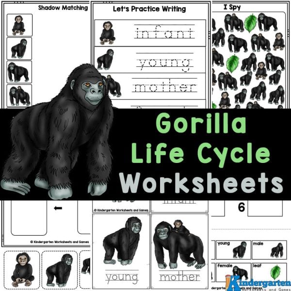 Discover these free printable worksheets that teach kids of all ages about the gorilla life cycle while also reinforcing math, literacy, and other early skills!