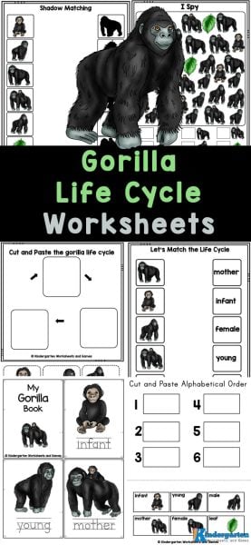 If your students are learning about animals, you will love these life cycle worksheets for kids of all ages. This free printable focuses on the gorilla life cycle. Children will review math, literacy, and other early skills while learning about the life cycle of a gorilla. Simpy download the gorilla worksheets and you are ready to go! If your students are learning about animals, you will love these life cycle worksheets for kids of all ages. This free printable focuses on the gorilla life cycle. Children will review math, literacy, and other early skills while learning about the life cycle of a gorilla. Simpy download the gorilla worksheets and you are ready to go!