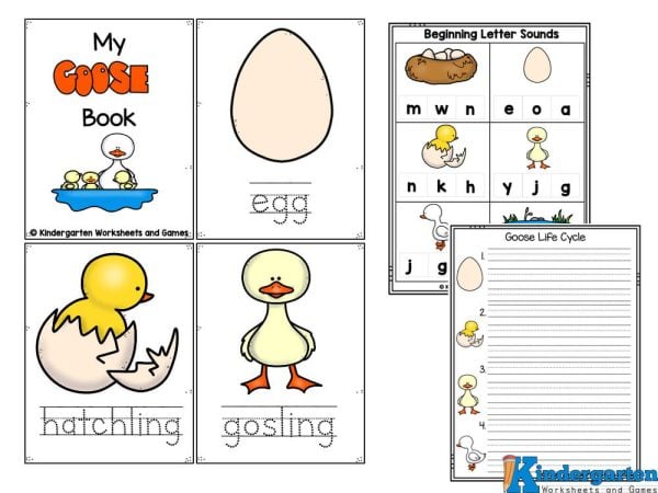 kindergarten life cycle worksheets kindergarten life cycle worksheets