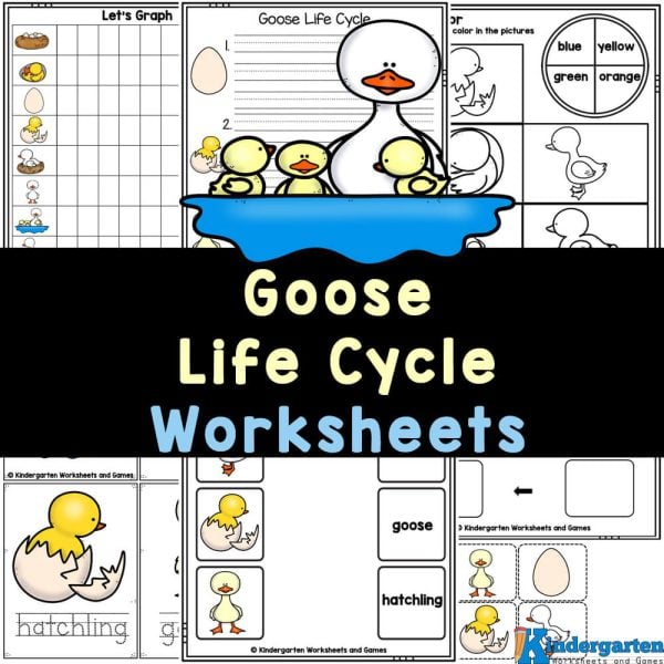 Discover a free 50+ page printable that teaches children about the goose life cycle while they enhance their math, literacy, and other early skills—just download the worksheets and start learning!