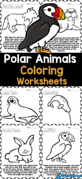 Are you looking for a fun and engaging way to keep the little ones entertained this winter? Look no further! Our Winter Animals Coloring Pages printable pack is the perfect solution for parents and teachers alike. With a total of eleven beautifully designed pages, children can explore and learn about a variety of fascinating winter animals while expressing their creativity through coloring. The animals included in these Kindergarten Coloring Worksheets include: arctic fox, arctic hare, caribou, narwhal, coloring page polar bear, puffin, sea lion, seal, snowy owl, walrus, and arctic wolf. Are you looking for a fun and engaging way to keep the little ones entertained this winter? Look no further! Our Winter Animals Coloring Pages printable pack is the perfect solution for parents and teachers alike. With a total of eleven beautifully designed pages, children can explore and learn about a variety of fascinating winter animals while expressing their creativity through coloring. The animals included in these Kindergarten Coloring Worksheets include: arctic fox, arctic hare, caribou, narwhal, coloring page polar bear, puffin, sea lion, seal, snowy owl, walrus, and arctic wolf.