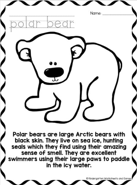 coloring page polar bear.png coloring page polar bearÂ
Polar bears are large Arctic bears with black skin. They live on sea ice, hunting seals which they find using their amazing sense of smell. They are excellent swimmers using their large paws to paddle in the icy water.