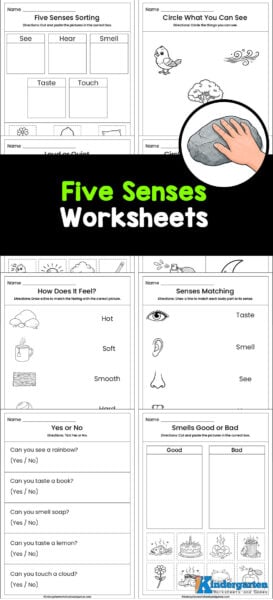 Are you looking for five senses worksheets for kindergarten? Learning about the senses can be fun and exciting for young children! As you learn about this kindergarten science topic, you will love adding this set of handy, no-prep 5 sense worksheet for kindergarten. The free printable 5 senses for kindergarten worksheets are simple and engaging for students to learn about touch, taste, smell, hear, and sight. Perfect for home or classroom use.