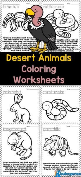 Download these animals coloring pages to make learning fun! This free animal coloring printables allows you to teach about desert animals for kids. These kindergarten coloring worksheets include 16 animals: armadillo, camel, coral snake, coyote, eagle, fennec fox, gila monster, jackrabbit, kangaroo rat, long-nosed bat, meekat, peccary, rattlesnake, scorpion, tarantula, and the vulture Simply download the animal coloring book pages and you are ready to learn!