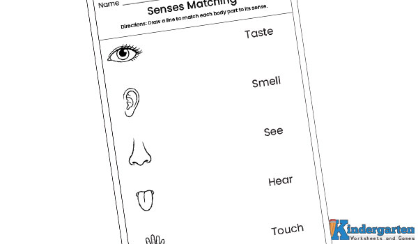 In this worksheet, kids will match body parts to their corresponding senses. They will draw a line to connect each body part with its correct sense. This activity helps children understand how body parts are related to the five senses. Senses Matching Worksheet