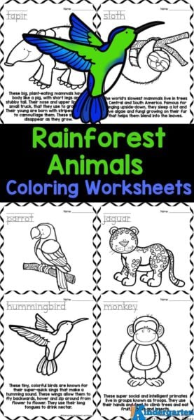 Explore the incredible diversity of the rainforest with our free printable Rainforest Animals Coloring Pages! Bring to life stunning creatures like the anteater, blue morpho butterfly, capybara, chameleon, and hummingbird. Dive into the wild with animals such as the jaguar, leaf cutter ant, monkey, panther, parrot, piranha, rhinoceros, beetle, sloth, tapir, tarsier, tiger, toucan, tree boa, and tree frog. Perfect for preschool, pre-k, kinergarten, and first grade students, these free coloring pages offer a fun and creative way to learn more about these amazing animals. In this pack of Rainforest animal coloring sheets there is a cute image to color and information to read and learn. Explore the incredible diversity of the rainforest with our free printable Rainforest Animals Coloring Pages! Bring to life stunning creatures like the anteater, blue morpho butterfly, capybara, chameleon, and hummingbird. Dive into the wild with animals such as the jaguar, leaf cutter ant, monkey, panther, parrot, piranha, rhinoceros, beetle, sloth, tapir, tarsier, tiger, toucan, tree boa, and tree frog. Perfect for preschool, pre-k, kinergarten, and first grade students, these free coloring pages offer a fun and creative way to learn more about these amazing animals. In this pack of Rainforest animal coloring sheets there is a cute image to color and information to read and learn.Â