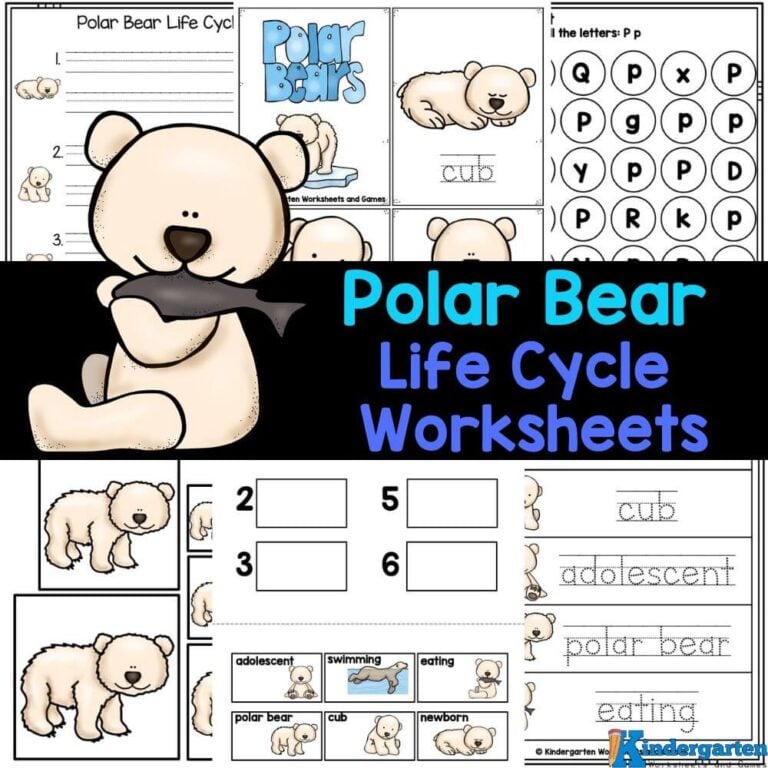 Polar Bear Life Cycle Worksheets